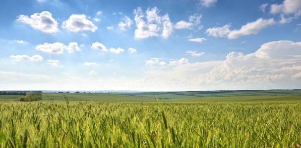 spring landscape - agricultural field with young ears of wheat, green plants and beautiful sky