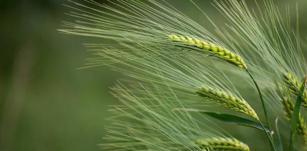 Barley,Grain,Is,Used,For,Flour,,Barley,Bread,,Barley,Beer,